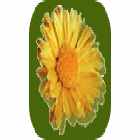 CAMPOS DE LA PAMPA logo
