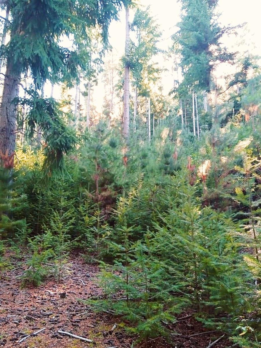 SE VENDEN PARCELAS DE 5.000 m² RUTA 40