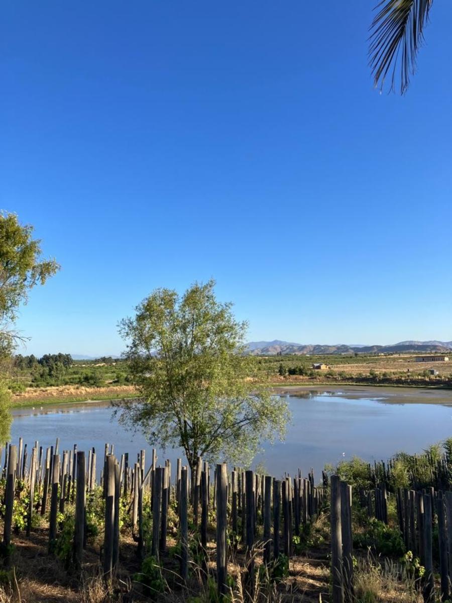 Hermosas Parcelas en Viña de Marchigüe a solo 2:25 de Santiago