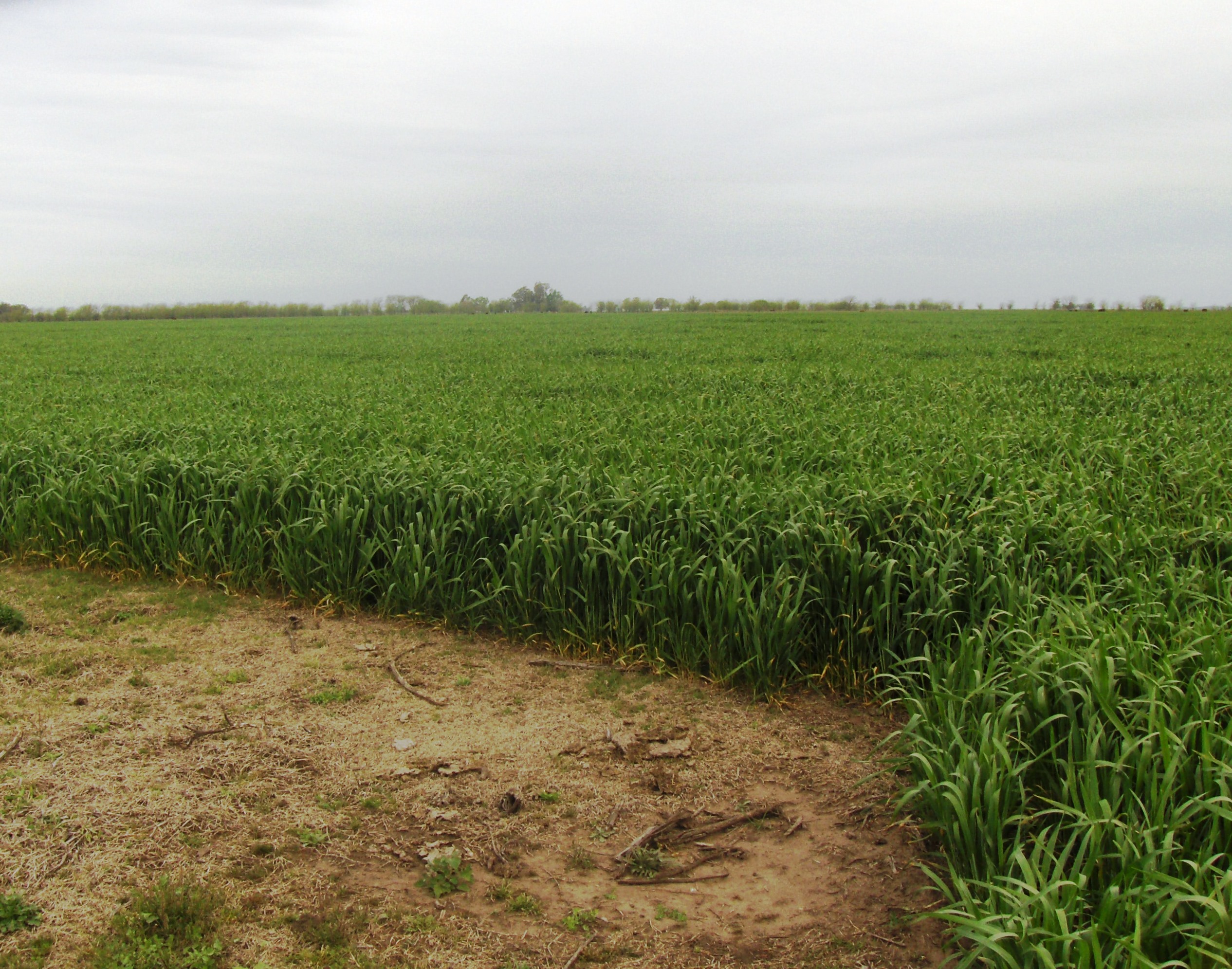 Campo 450has en Las Flores