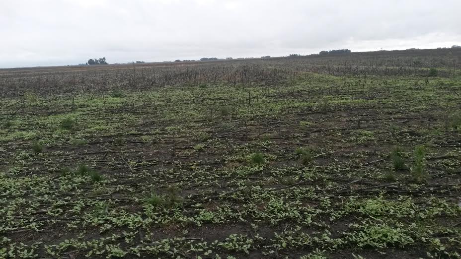 EXCELENTE CAMPO