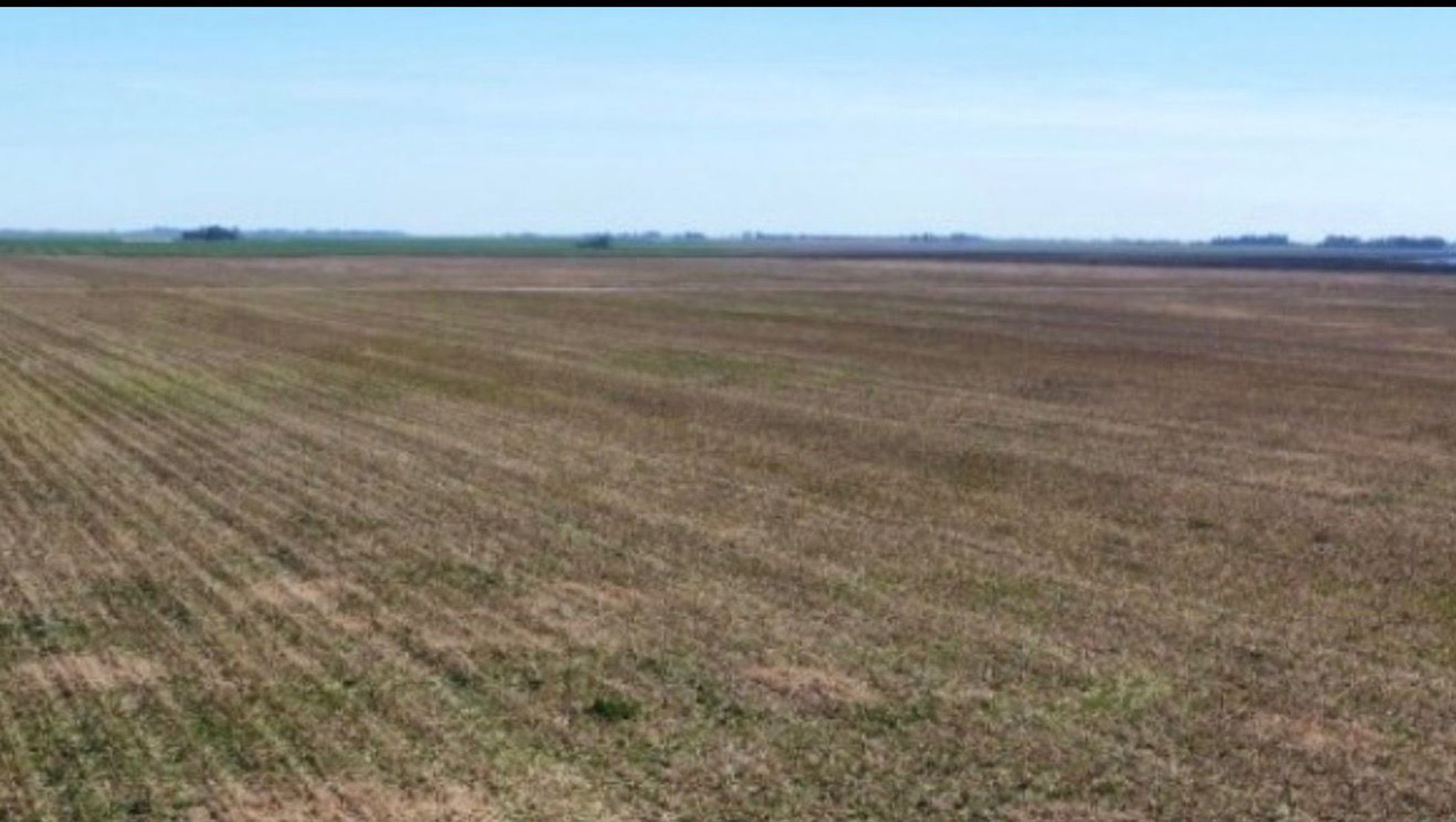 Campo mixto. 260 has.