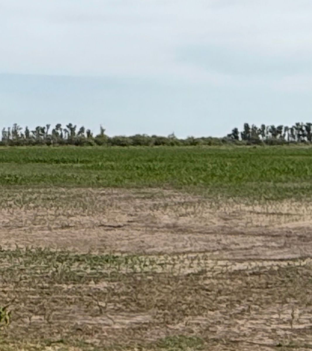 Campo agrícola ganadero 80 has.