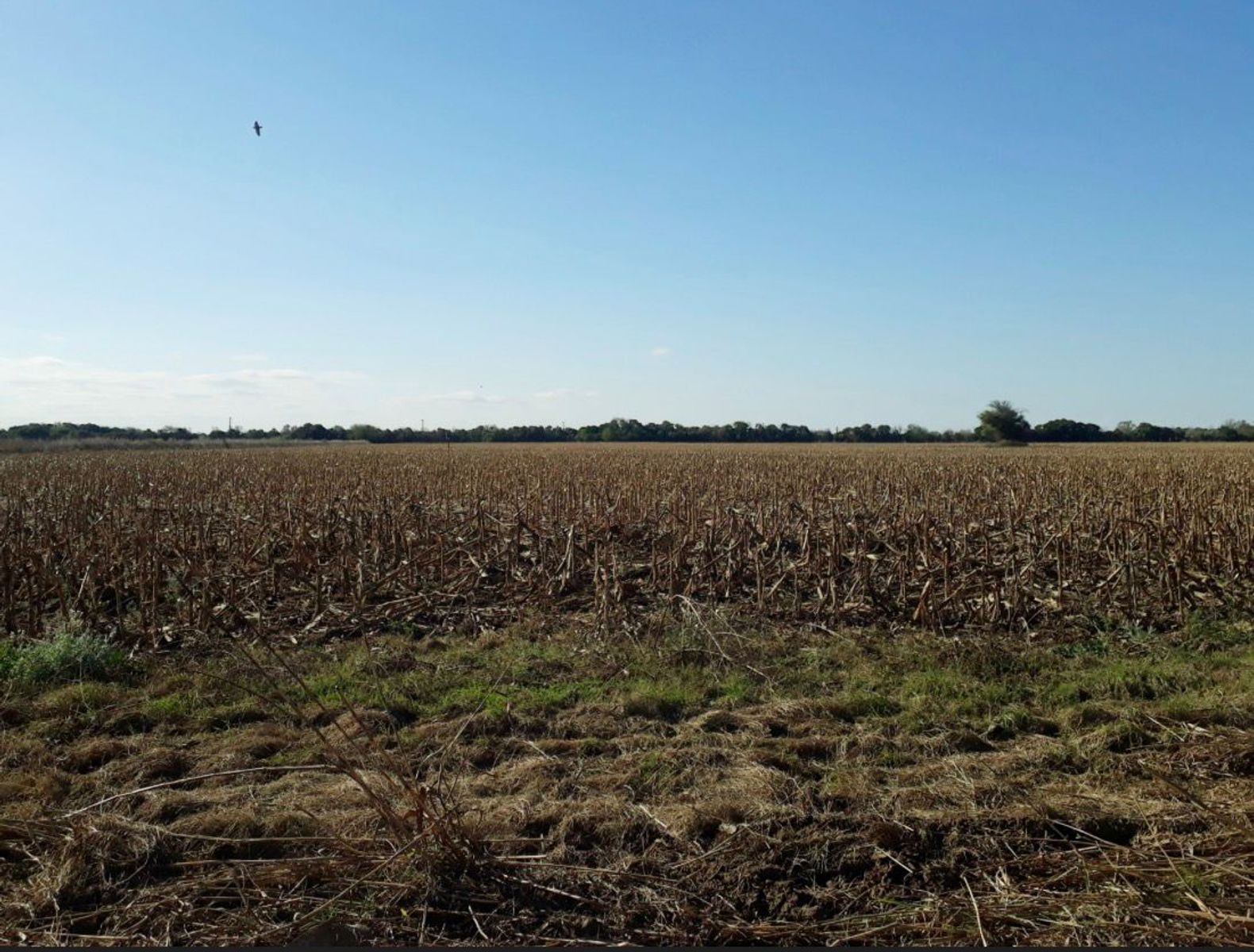 Campo mixto zona Bunge
