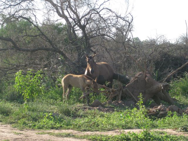 CAMPO AGRÍCOLA EN LAS LAJITAS PROVINCIA DE SALTA