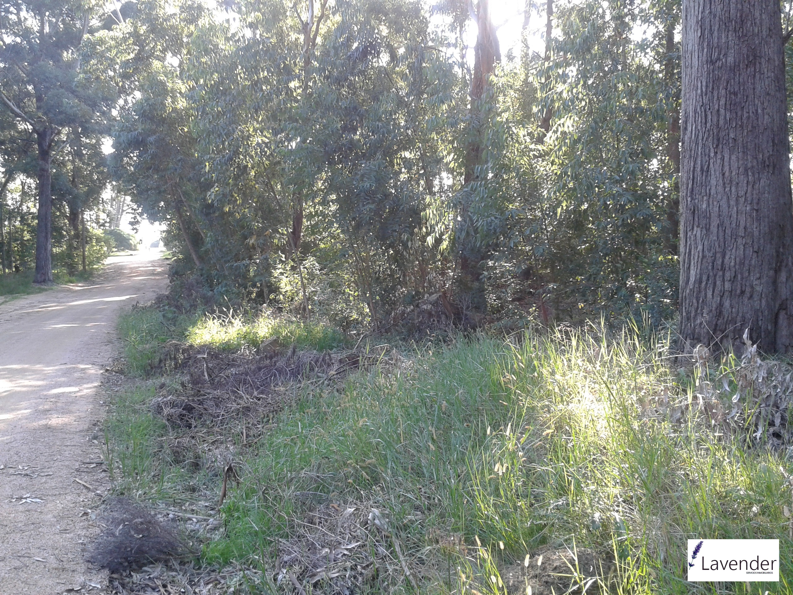Excelente terreno a la venta con títulos y tributos al día, con disponibilidad de luz, agua y teléfono. Un buen terreno enclavado en un excelente entorno de pinos marítimos 