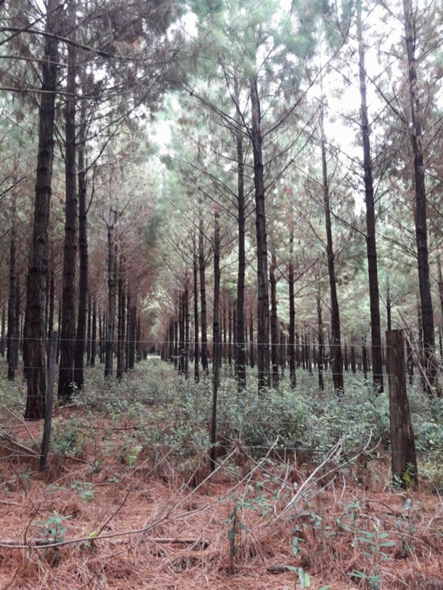 VENDO HERMOSA CHACRA