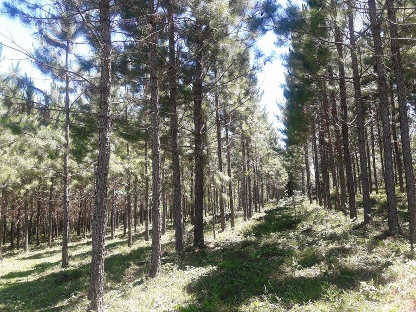 VENDO CHACRA EN ARROYO DEL MEDIO