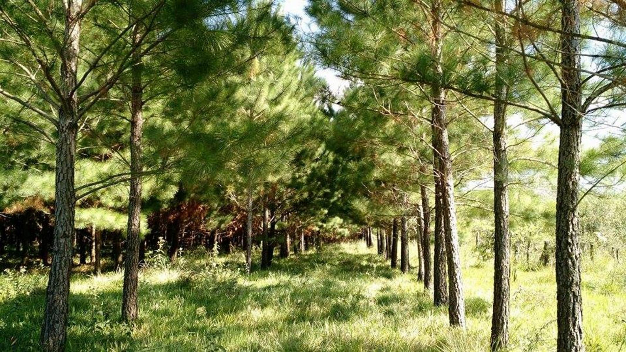 VENDO HERMOSA CHACRA EN ARROYO DEL MEDIO