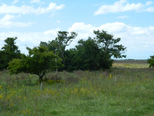 Images