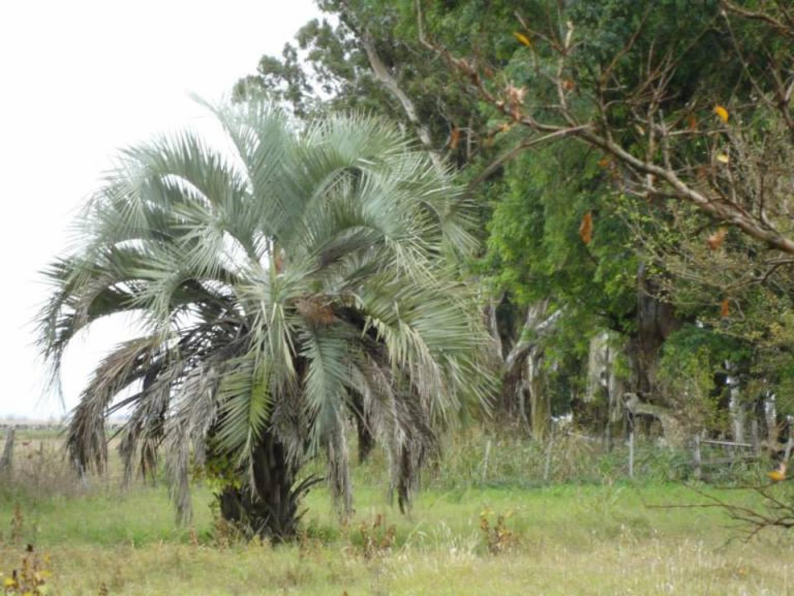 Se vende campo de 104 hectáreas ubicado en Carmen de Areco, Provincia de Buenos Aires