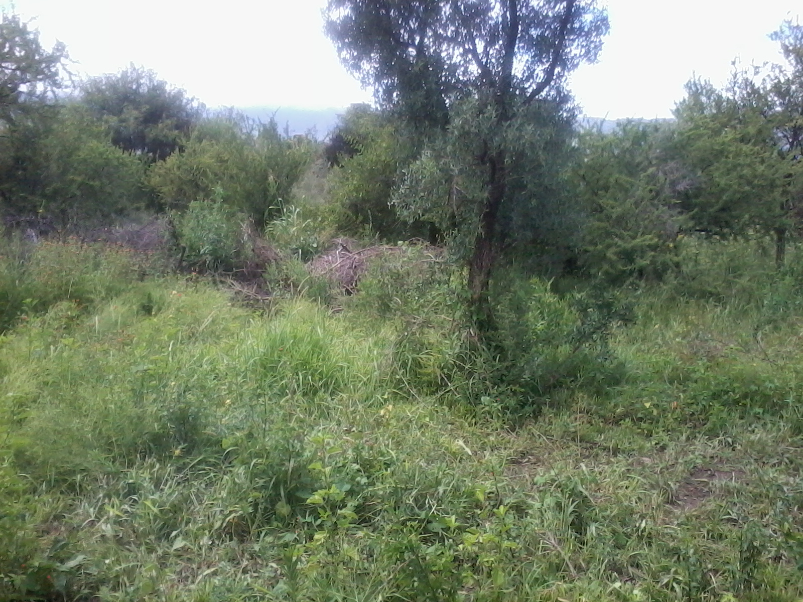  VENTA LOTEO CAÑADA DE LOS MOLLES