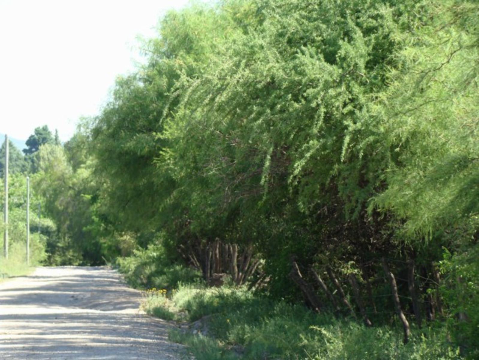 LOTE EN VENTA EN LA POBLACIÓN TRASLASIERRA