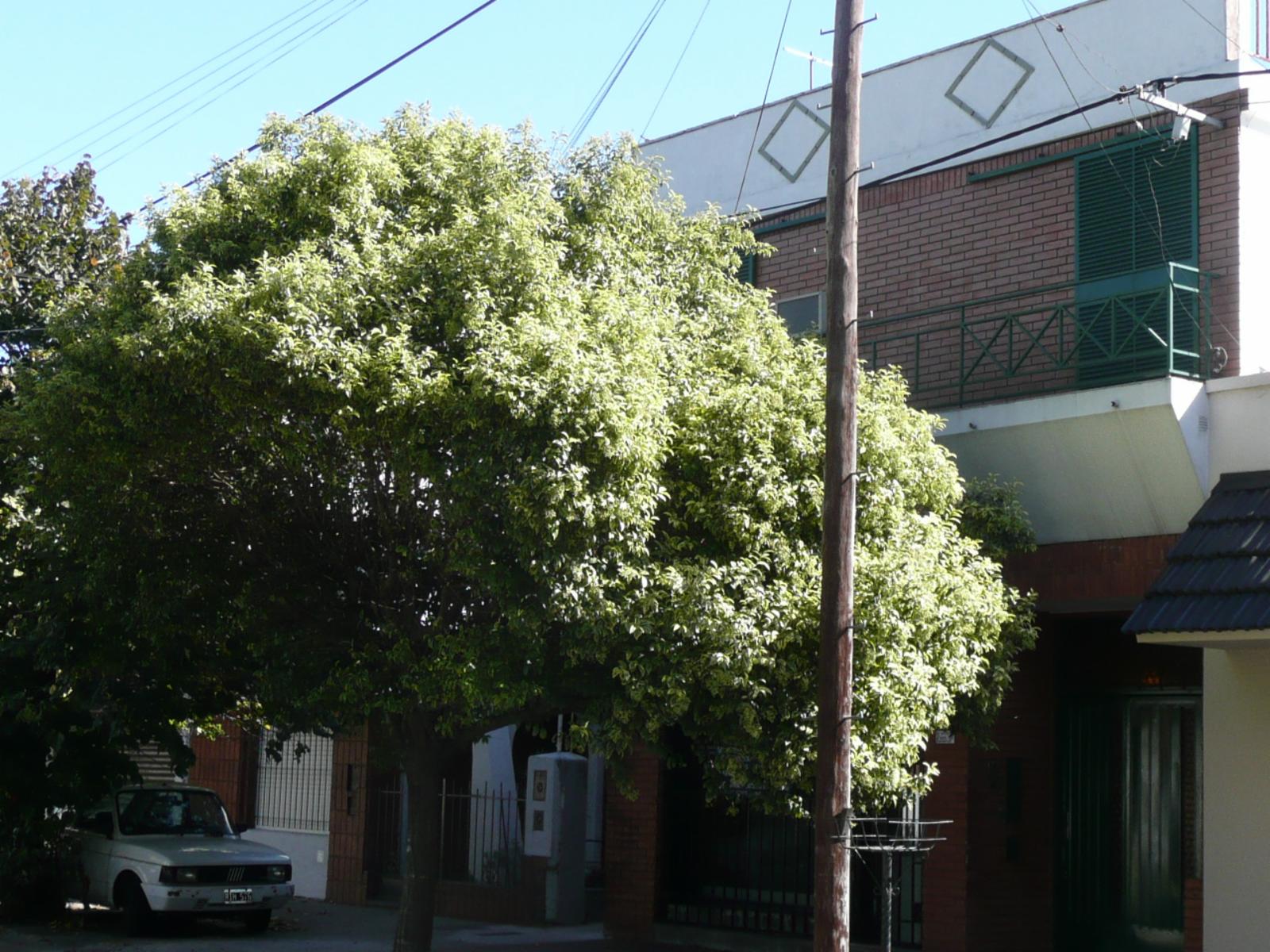 CASA  3 DORMITORIOS  CON LOCAL