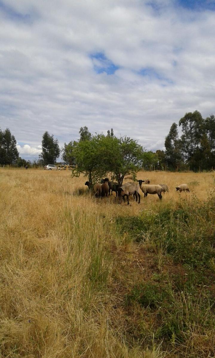 Venta Casa en Parcela Quillón