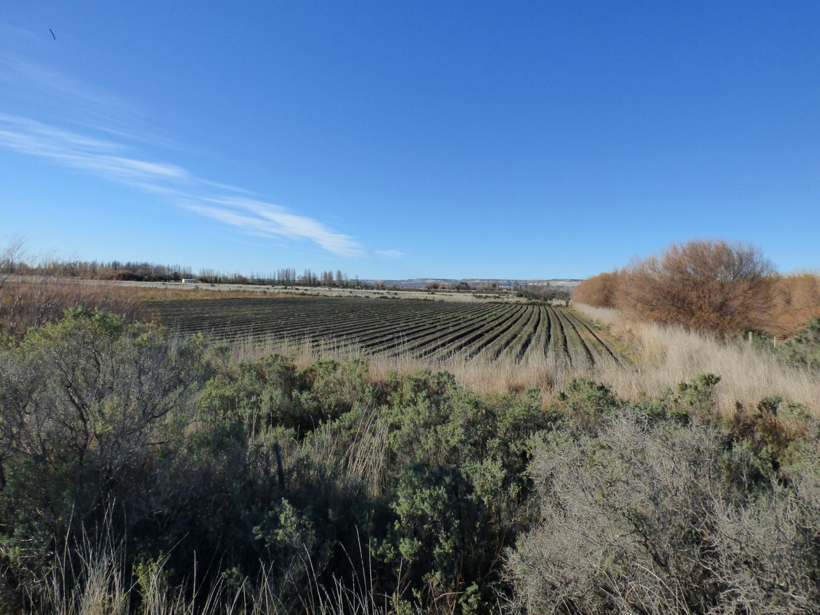 CHACRA 17 HAS. en GAIMAN - CHUBUT