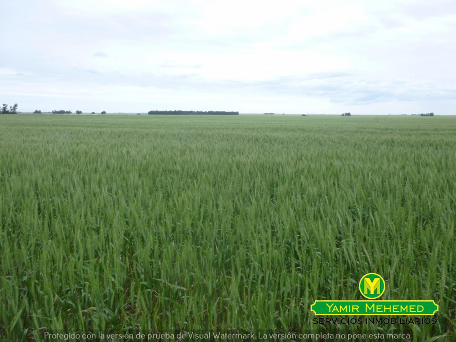 CAMPO EN ZONA EL ZORRO DE CORONEL DORREGO