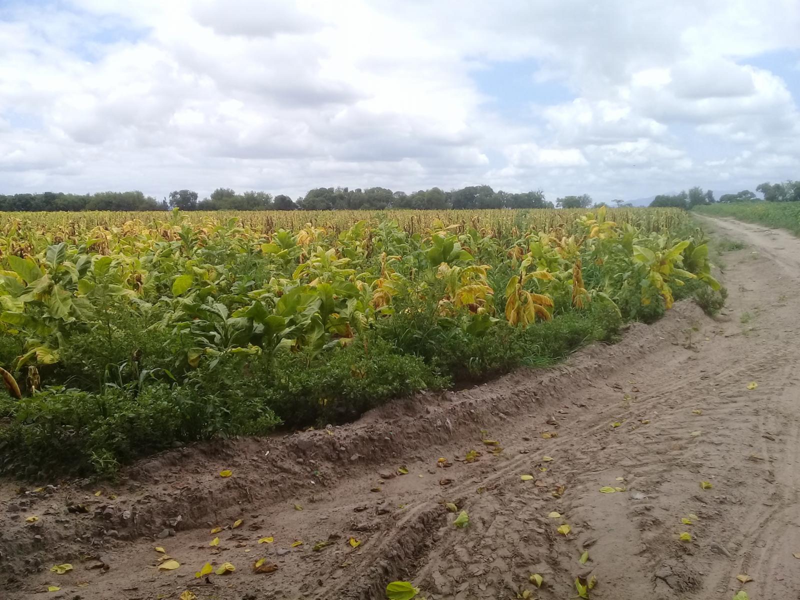 SE VENDE FINCA EN CERRILLOS