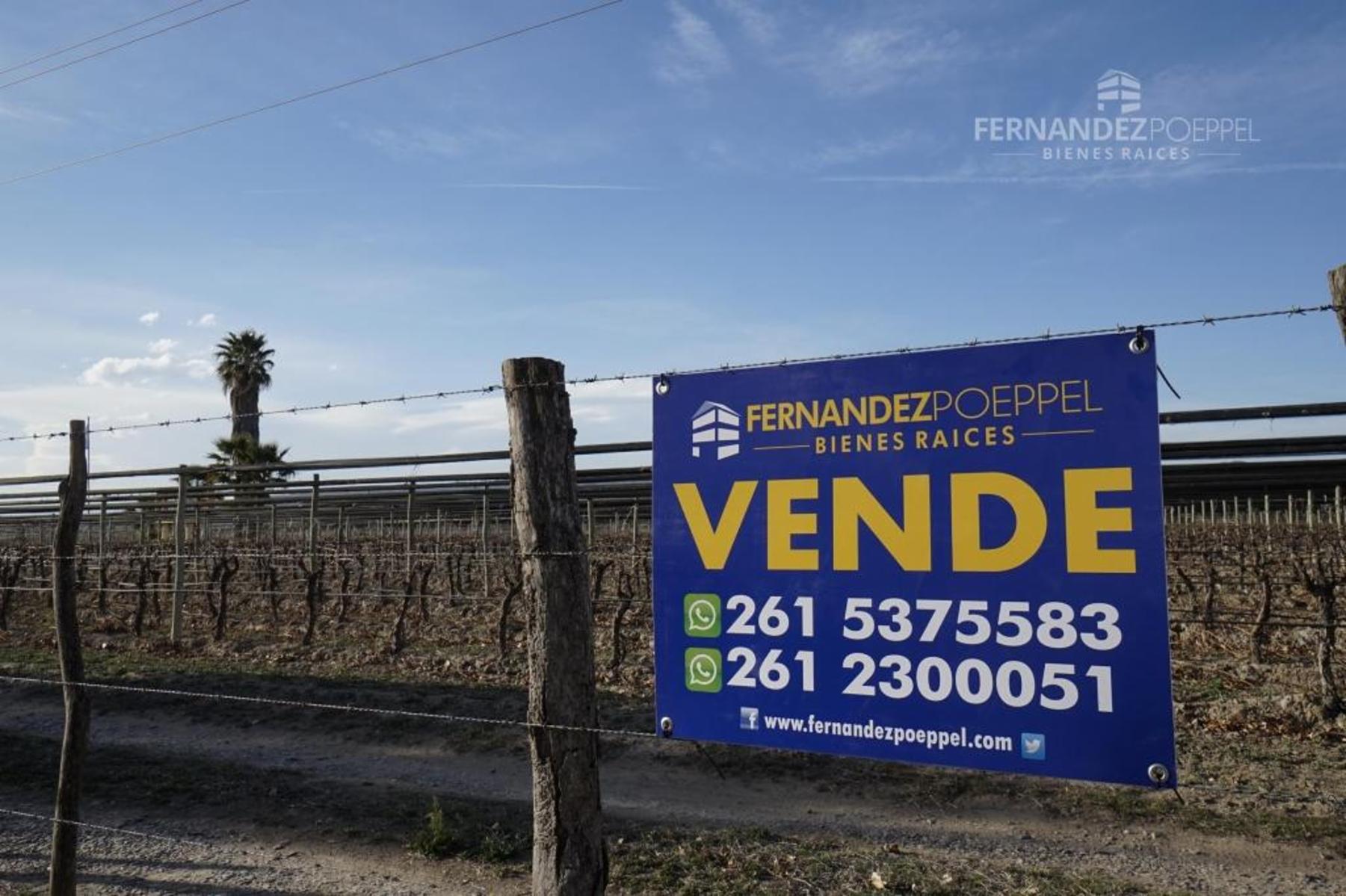 FERNANDEZ POEPPEL Vende Finca Produccion Uvas Finas Tupungato Mendoza