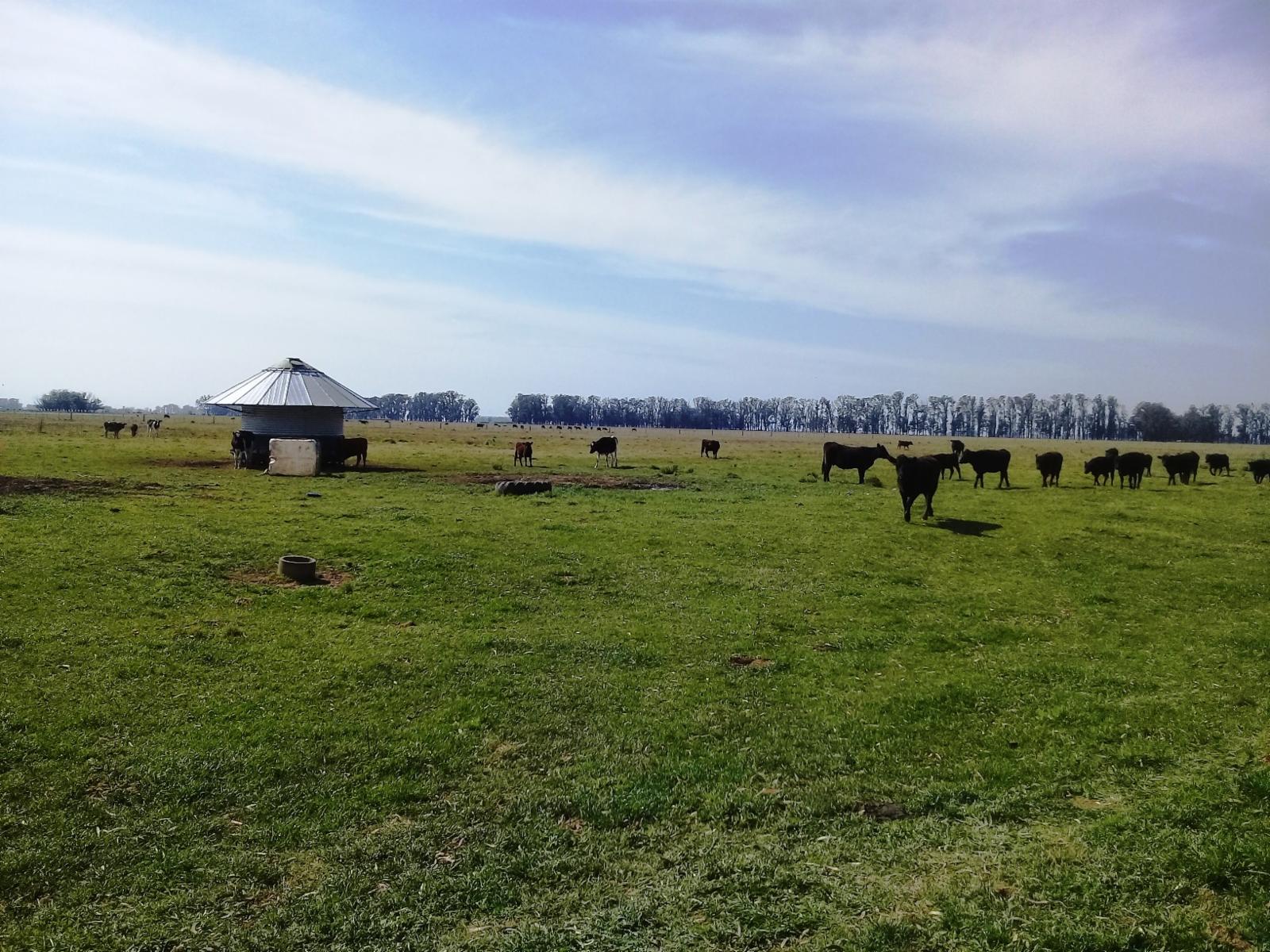 Mercedes - campo ganadero de 280 Has on muy buenas mejoras
