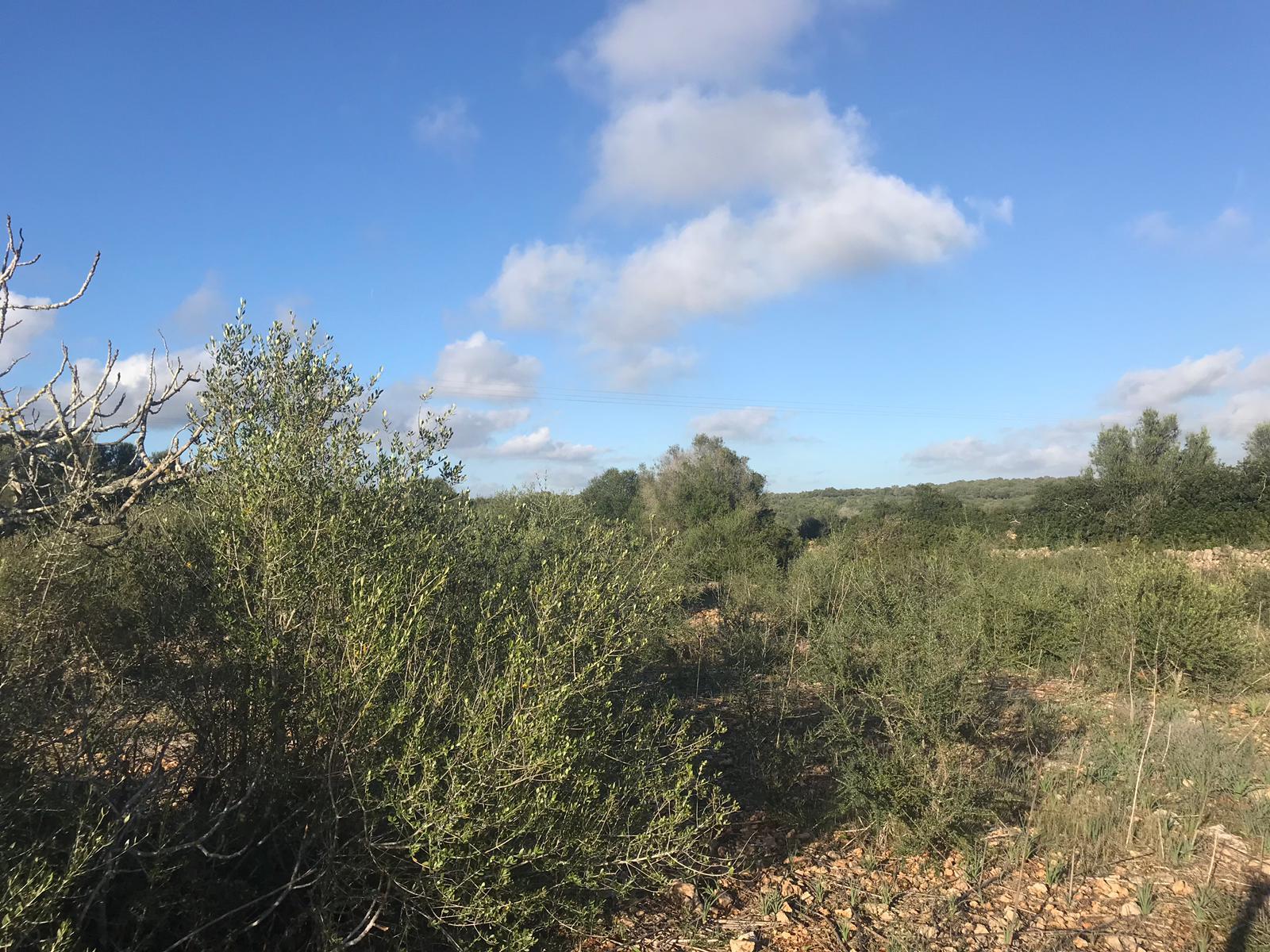 Finca rustica de 17.000m2  con vistas despejadas.