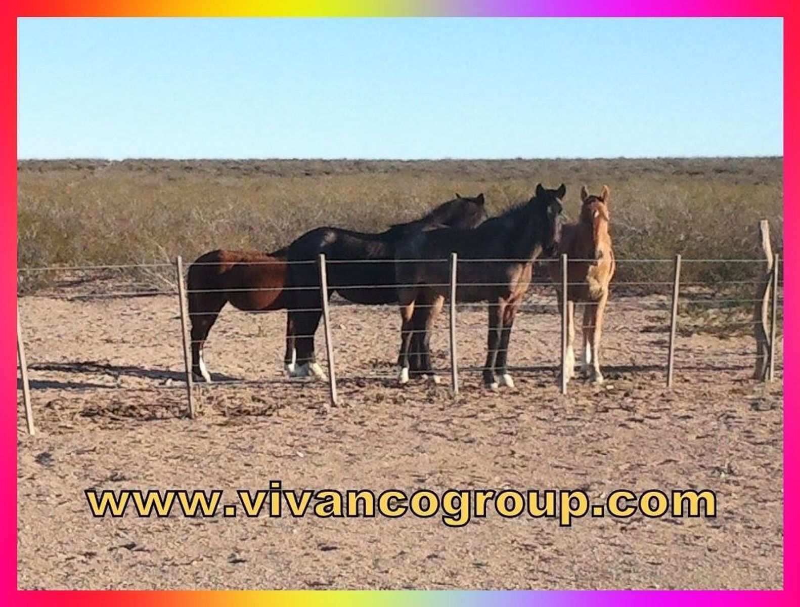 Campo 10500 has. - Ministro Ramos Mexía - Provincia de Río Negro-Patagonia - Argentina