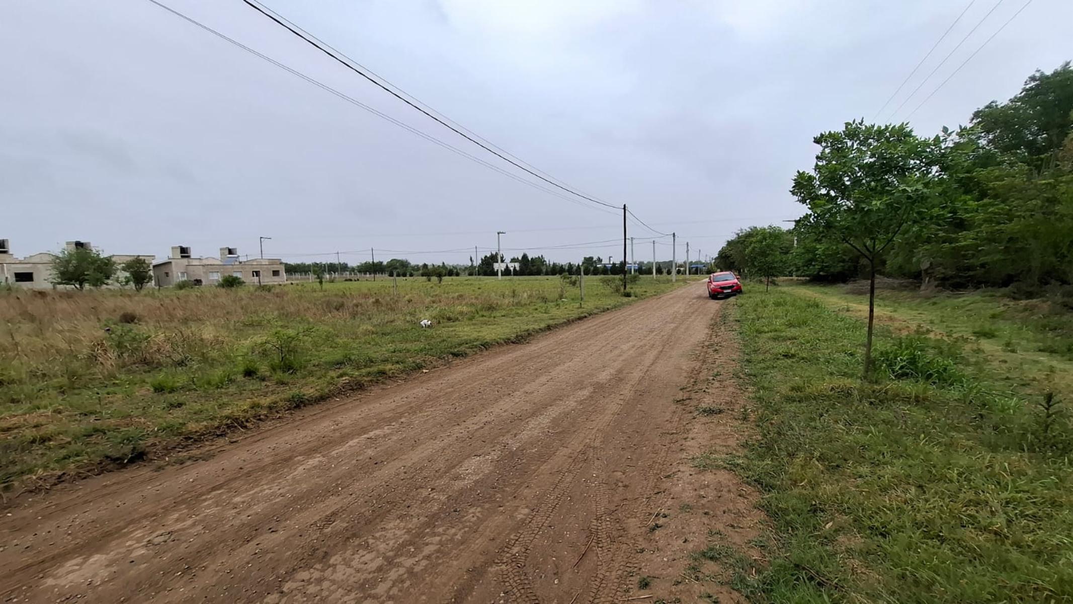 EXTRAORDINARIO LOTE ANISACATE