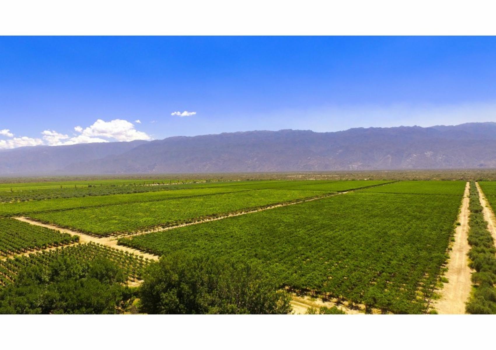 FINCA DE VIÑEDOS DE ALTA CALIDAD + OLIVOS - CHILECITO LA RIOJA- 100 HECTAREAS