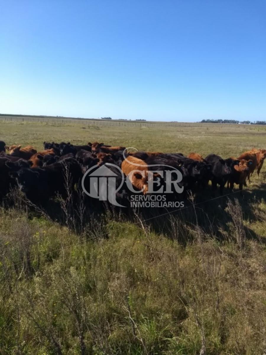 CAMPO PAPERO EN BALCARCE