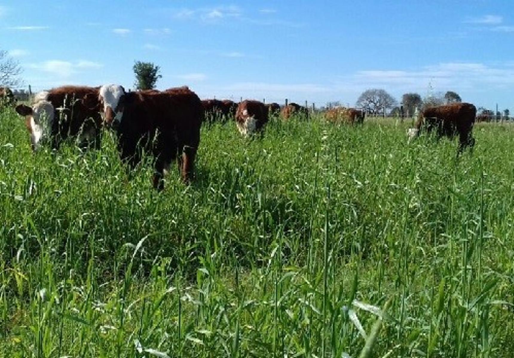 Imágenes